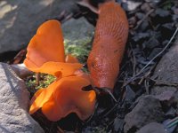 Aleuria aurantia 4, Grote oranje bekerzwam, Saxifraga-Jan de Laat