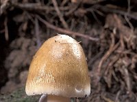 Amanita battarae