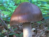 Amanita ceciliae,  Snakeskin Grisette