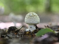 Amanita citrina, False Death Cap