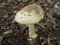 Amanita citrina 11, Gele knolamaniet, Saxifraga-Willem van Kruijsbergen