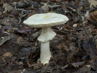 Amanita citrina 12, Gele knolamaniet, Saxifraga-Willem van Kruijsbergen