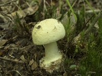 Amanita citrina 13, Gele knolamaniet, Saxifraga-Willem van Kruijsbergen