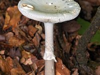 Amanita citrina 14, Gele knolamaniet, Saxifraga-Tom Heijnen