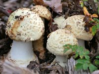 Amanita citrina 15, Gele knolamaniet, Saxifraga-Tom Heijnen