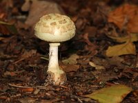 Amanita citrina 17, Gele knolamaniet, Saxifraga-Foto Fitis-Sytske Dijksen