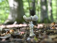 Amanita citrina 4, Gele knolamaniet, Saxifraga-Luuk Vermeer