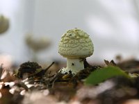 Amanita citrina 5, Gele knolamaniet, Saxifraga-Luuk Vermeer