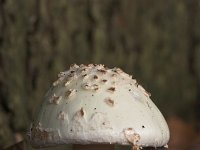 Amanita citrina 9, Gele knolamaniet, Saxifraga-Luc Hoogenstein