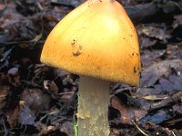 Amanita crocea, Orange Grisette