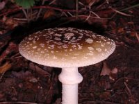 Amanita exelsa, Grey Spotted Amanita