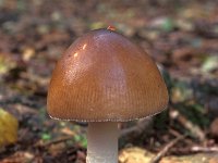 Amanita fulva, Tawny Grisette