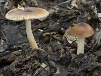 Amanita fulva 10, Roodbruine slanke amaniet, Saxifraga-Willem van Kruijsbergen