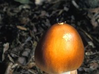 Amanita fulva 2, Roodbruine slanke amaniet, Saxifraga-Jan de Laat