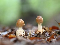 Amanita fulva 7, Roodbruine slanke amaniet, Saxifraga-Luuk Vermeer