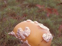 Amanita gemmata, Jeweled Amanita