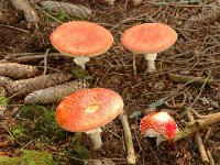 Amanita muscaria, Fly Amanita