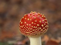 Amanita muscaria 10, Vliegenzwam, Saxifraga-Jan Nijendijk