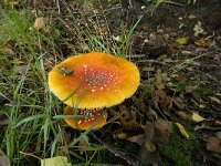 Amanita muscaria 16, Vliegenzwam, Saxifraga-Jan van der Straaten