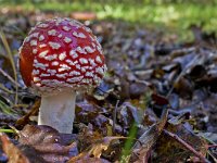 Amanita muscaria 17, Vliegenzwam, Saxifraga-Rik Kruit