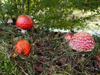 Amanita muscaria 20, Vliegenzwam, Saxifraga-Mark Zekhuis