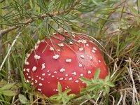 Amanita muscaria 24, Vliegenzwam, Saxifraga-Willem van Kruijsbergen