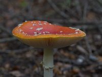 Amanita muscaria 31, Vliegenzwam, Saxifraga-Jan Nijendijk