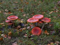 Amanita muscaria 34, Vliegenzwam, Saxifraga-Luuk Vermeer