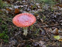 Amanita muscaria 36, Vliegenzwam, Saxifraga-Luuk Vermeer