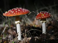 Amanita muscaria 37, Vliegenzwam, Saxifraga-Luuk Vermeer