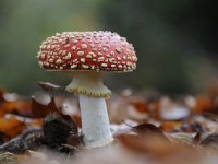 Amanita muscaria 38, Vliegenzwam, Saxifraga-Luuk Vermeer