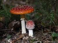 Amanita muscaria 39, Vliegenzwam, Saxifraga-Luuk Vermeer