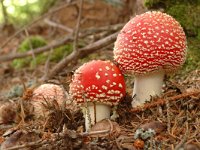 Amanita muscaria 4, Vliegenzwam, Saxifraga-Jan van der Straaten