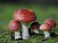 Amanita muscaria 41, Vliegenzwam, Saxifraga-Luuk Vermeer