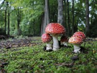 Amanita muscaria 42, Vliegenzwam, Saxifraga-Luuk Vermeer