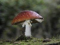 Amanita muscaria 44, Vliegenzwam, Saxifraga-Luuk Vermeer