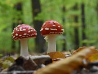 Amanita muscaria 47, Vliegenzwam, Saxifraga-Luuk Vermeer