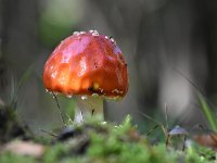 Amanita muscaria 48, Vliegenzwam, Saxifraga-Luuk Vermeer