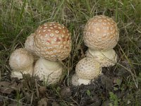 Amanita muscaria 49, Vliegenzwam, Saxifraga-Willem van Kruijsbergen