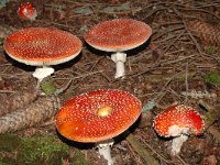 Amanita muscaria 5, Vliegenzwam, Saxifraga-Marijke Verhagen