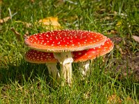 Vliegenzwamzwam  vliegenzwam in berm : Amanita muscaria