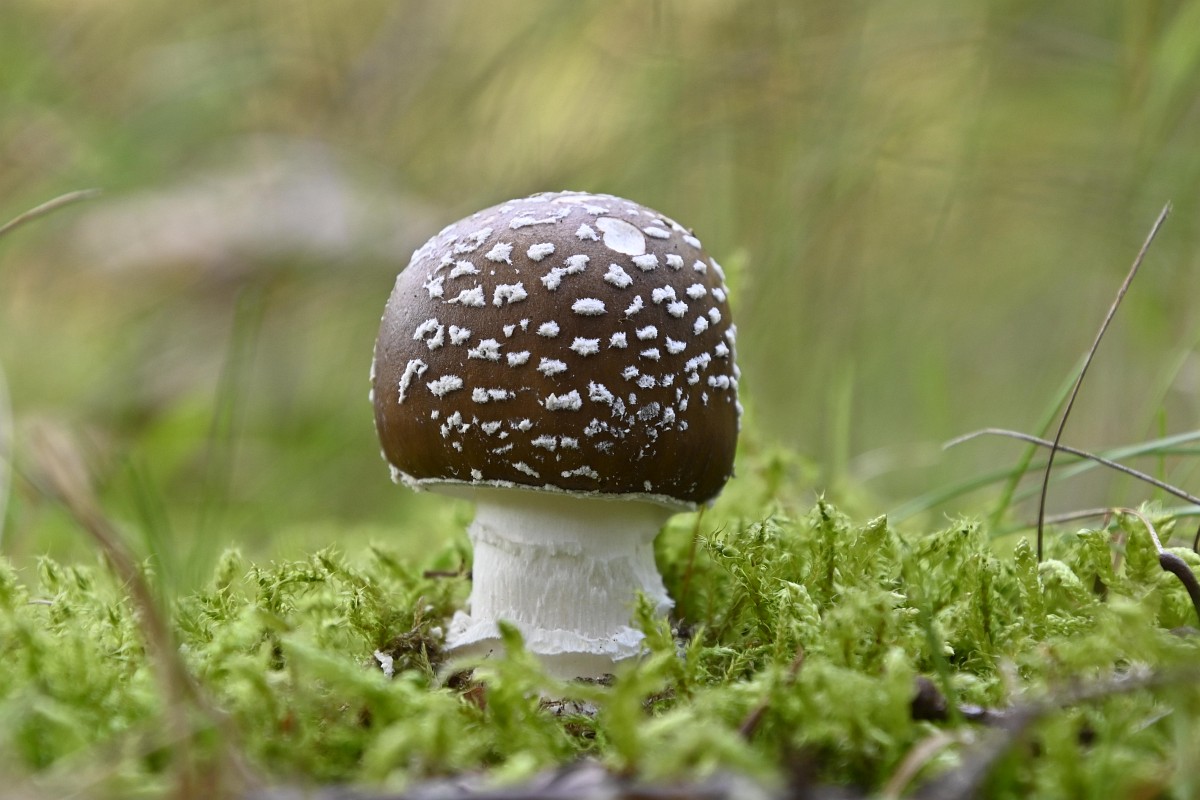 amanita pantherina