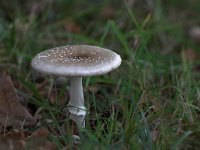 Amanita pantherina, Panther Amanita