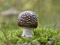 Amanita pantherina 4, Panteramaniet, Saxifraga-Luuk Vermeer