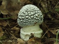 Amanita pantherina 6, Panteramaniet, Saxifraga-Willem van Kruijsbergen