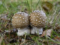 Amanita pantherina 7, Panteramaniet, Saxifraga-Luuk Vermeer