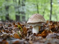 Amanita pantherina 8, Panteramaniet, Saxifraga-Luuk Vermeer