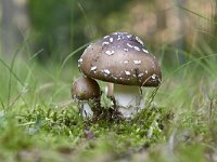 Amanita pantherina 9, Panteramaniet, Saxifraga-Luuk Vermeer