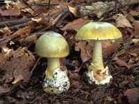 Amanita phalloides, Deathcap