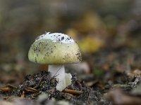 Amanita phalloides 10, Groene knolamaniet, Saxifraga-Luuk Vermeer